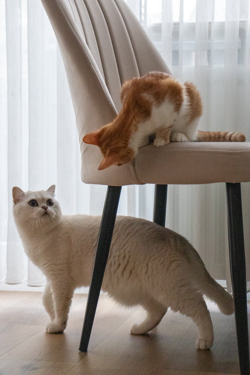 Cats the most entertaining pets