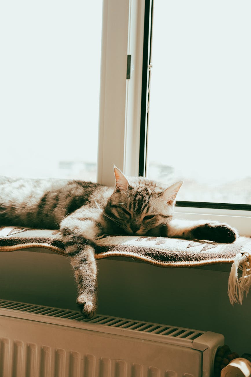 Enjoy Longer Days: Tips for Cat Owners
