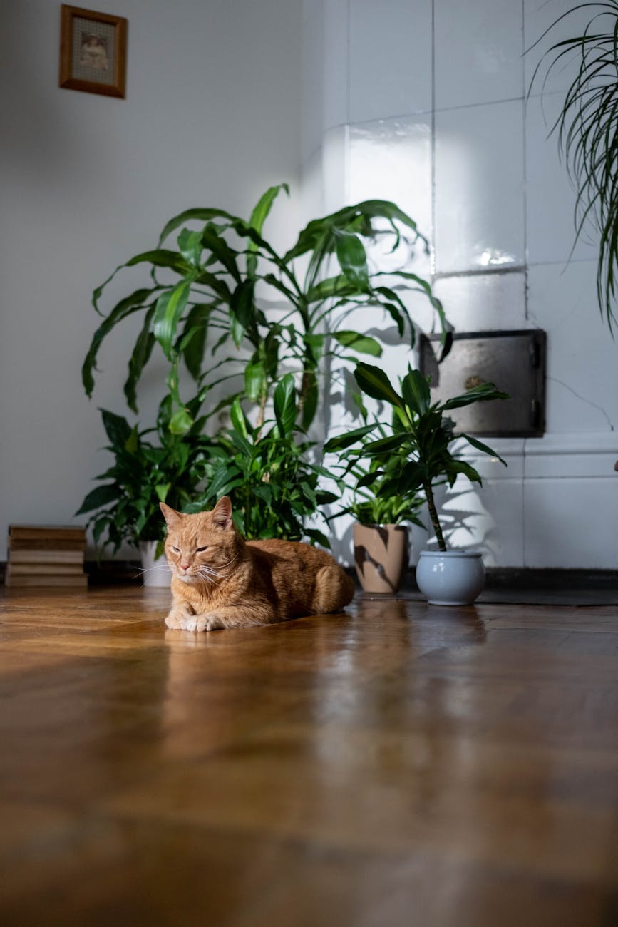 orange tabby cat on brown wooden table